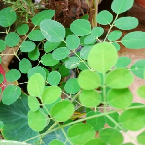 Sahjan Plant