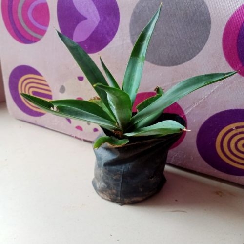 Agaye Plant