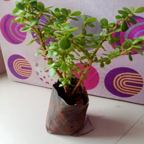 Zade Plant